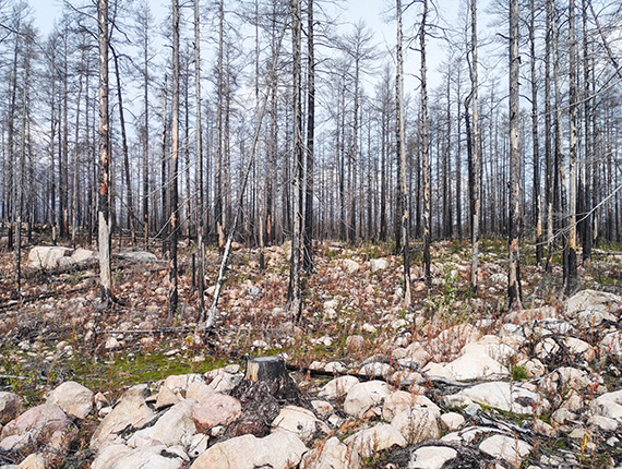 Stammarna är fortfarande svedda och svarta efter den stora skogsbranden i Västmanland. Foto: Oscar Hagbard