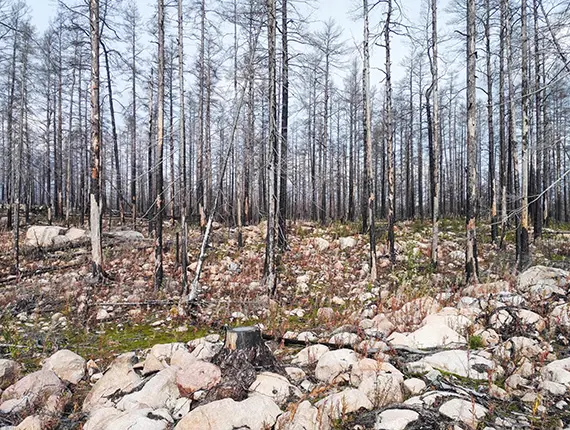 Stammarna är fortfarande svedda och svarta efter den stora skogsbranden i Västmanland. Foto: Oscar Hagbard