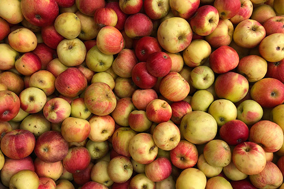 &Auml;pplet Aroma korsades fram av sorterna Ingrid-Marie och Filippa p&aring; Balsg&aring;rd 1947 och &auml;r Sk&aring;nes landskaps&auml;pple.