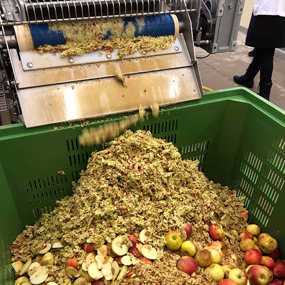 Drygt 600 kg Aroma&auml;pplen pressas ner till 361 kg &auml;ppelmust.