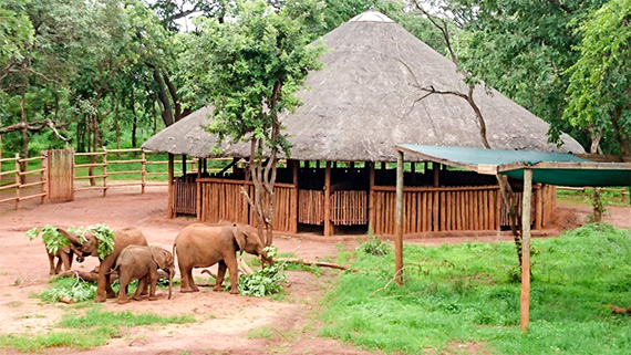 Innan fältarbetet började besökte Betsy och Helena ett elefantbarnhem utanför Lusaka, där små föräldralösa elefanter tas om hand.
