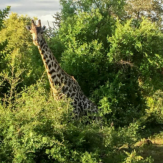 ’Plötsligt stod där en hel familj giraffer precis intill vägen.’ Att göra sina Minor Field Studies i Zambia har sina överraskningsmoment.