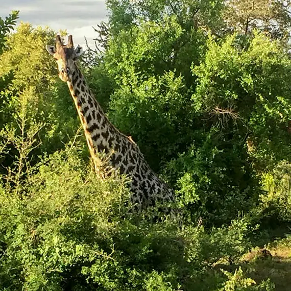 ’Plötsligt stod där en hel familj giraffer precis intill vägen.’ Att göra sina Minor Field Studies i Zambia har sina överraskningsmoment.