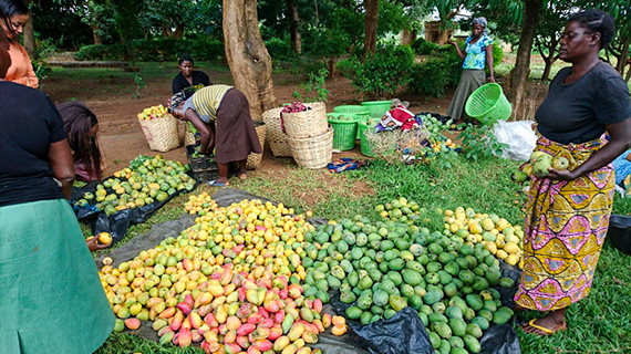 Efter ett besök på en tandvårdsklinik i Lusaka passade Betsy och Helena på att plocka och handla mango, som är i säsong just nu.