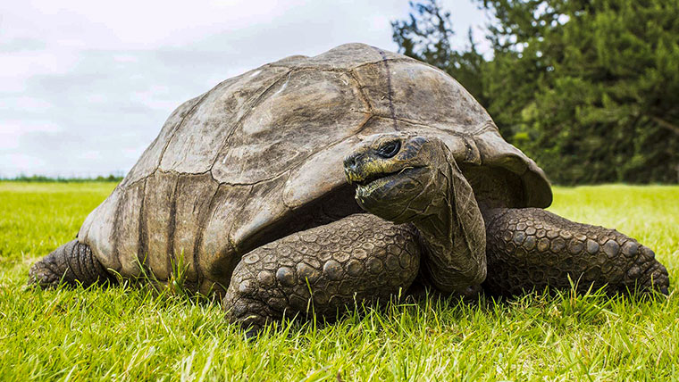 Aldabrask&ouml;ldpaddan (Aldabrachelys gigantea) &rdquo;Jonathan&rdquo; firade sin 190-&aring;rsdag i vintras, men troligen &auml;r han &auml;ldre &auml;n s&aring;.