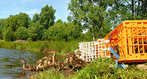 Farmade gräsänder släpps ut. Foto: Pär Söderquist