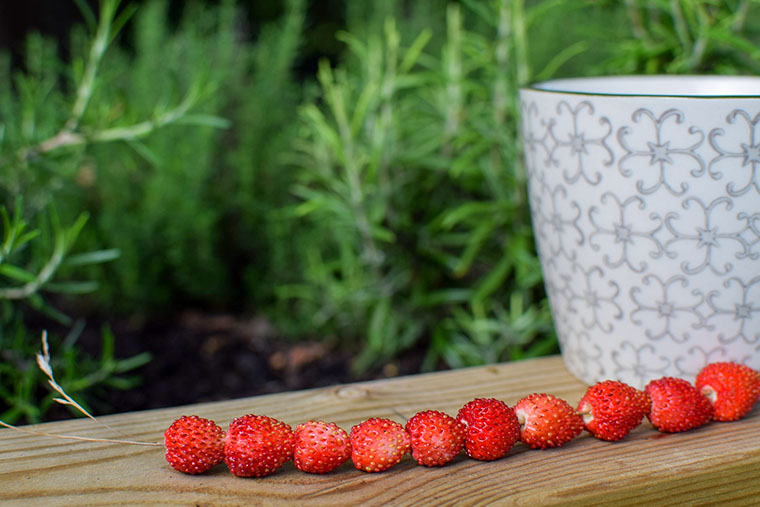 Smultron p&aring; str&aring; bredvid kaffekopp och rosmarin.