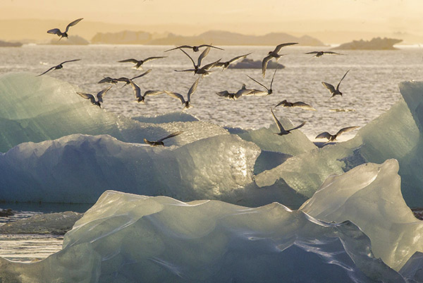Den uppbrutna isarkipelagen under Antarktis polarsommar &auml;r v&aring;ra silvert&auml;rnors hemvist under den svenska vintern. 