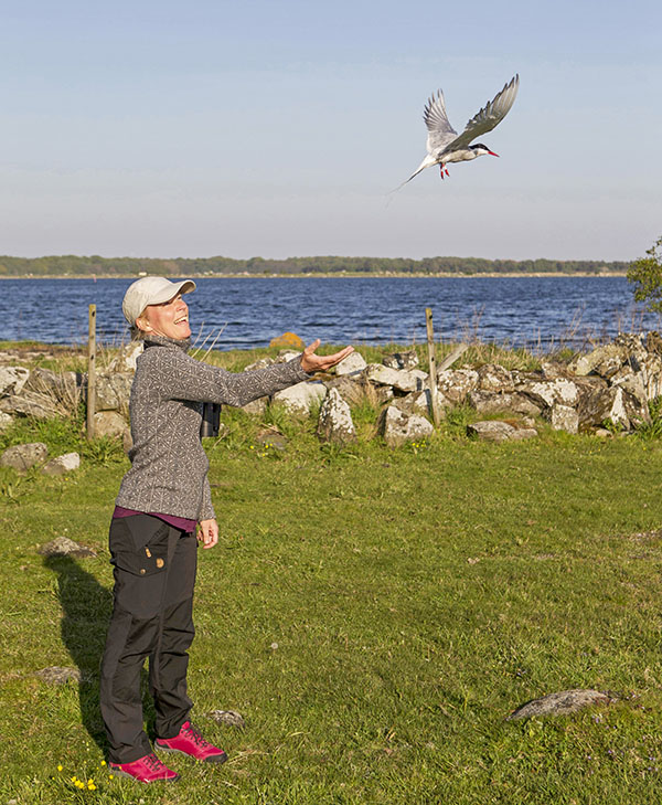 Flyttf&aring;gelforskaren Johanna Gr&ouml;nroos sl&auml;pper en silvert&auml;rna som f&ouml;rsetts med logger.