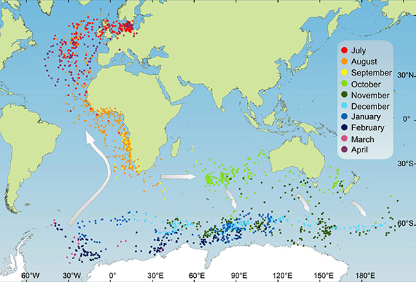 Karta med silvert&auml;rnornas flyttm&ouml;nster &ouml;ver v&auml;rldshaven.