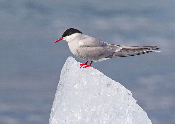 Silvert&auml;rna p&aring; isflak.