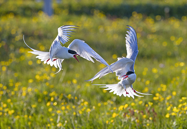 Silvert&auml;rnan tillh&ouml;r en av v&aring;ra mest eleganta f&aring;glar.