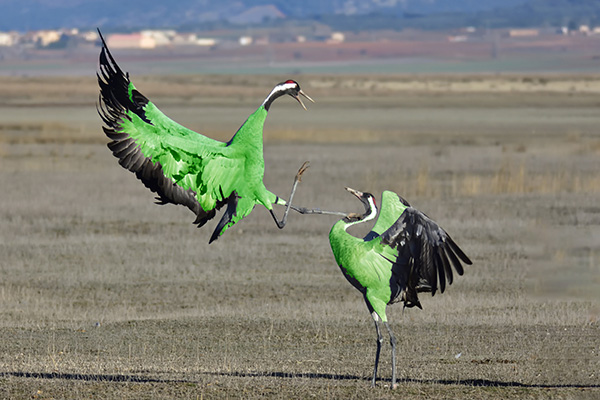 Nu ska gröna tranor från Hulken marknadsföra Högskolan Kristianstad vida ut i världen.