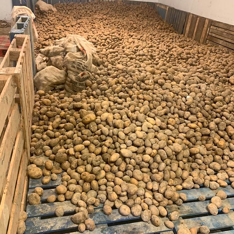 Lager med potatis i Gambia.