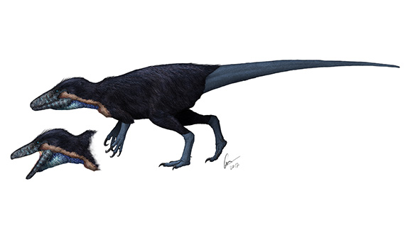 Dinosaurien Australovenator wintonensis &auml;r en megaraptor som har anv&auml;nts som j&auml;mf&ouml;relsematerial vid beskrivning av de k&ouml;tt&auml;tande (theropod) dinosaurierna fr&aring;n Kristianstadsbass&auml;ngen. Kristianstadsomr&aring;dets megaraptor har &auml;nnu inget namn. Illustration: Gabriel Ugueto (f&aring;r endast anv&auml;ndas i samband med presentation av och information om Elisabeths avhandling Palaeoenvironments, palaeoecology and palaeobiogeography of Late Cretaceous (Campanian) faunas from the Kristianstad Basin, southern Sweden, with applications for science education)
