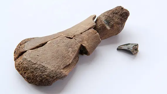 Resultat av trofisk interaktion: Ett &ouml;verarmsben fr&aring;n en korthalsad plesiosaurie med bitm&auml;rke. Efter att ha testat olika t&auml;nder fann Elisabeth att det &auml;r mosasaurien Prognathodon som har bitit plesiosaurien i axeln. &Ouml;verarmsbenet visar tydliga tecken p&aring; att det har varit nere i magen och utsatts f&ouml;r magsyra. Foto: H&ouml;gskolan Kristianstad