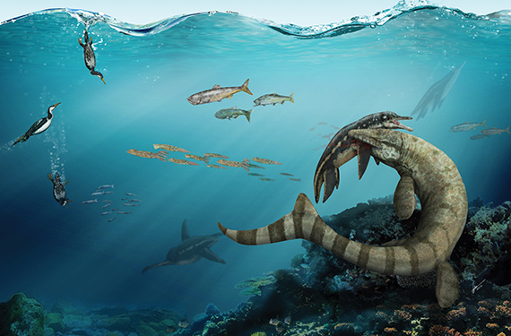 Trofisk interaktion: mosasaurien Prognathodon, &auml;ven kallad Dollosaurus och kunde bli &aring;tta meter l&aring;ng, biter en korthalsad plesosaurie i axeln i Kritahavet runt Kristianstad f&ouml;r 80 miljoner &aring;r sedan.  Bland &ouml;vriga bilder ses bettet i axelbenet och tanden som gjorde det. Illustration Gabriel Ugueto (f&aring;r endast anv&auml;ndas i samband med presentation av och information om Elisabeths avhandling Palaeoenvironments, palaeoecology and palaeobiogeography of Late Cretaceous (Campanian) faunas from the Kristianstad Basin, southern Sweden, with applications for science education)