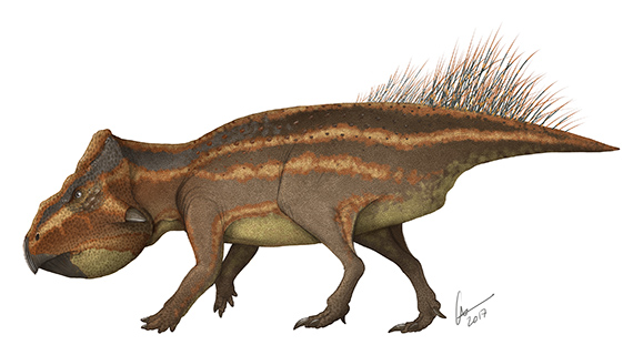 Dinosaurien Leptoceratops gracilis som p&aring;minner om de ceratopsider som levde p&aring; &ouml;arna och halv&ouml;arna i Kristianstadsomr&aring;dets sk&auml;rg&aring;rd under campan. Illustration: Gabriel Ugueto (f&aring;r endast anv&auml;ndas i samband med presentation av och information om Elisabeths avhandling Palaeoenvironments, palaeoecology and palaeobiogeography of Late Cretaceous (Campanian) faunas from the Kristianstad Basin, southern Sweden, with applications for science education)