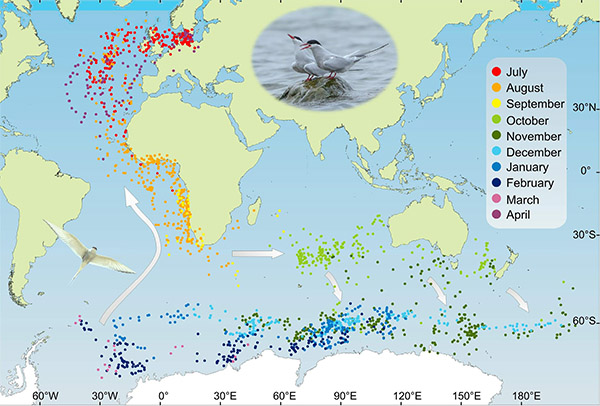 Världskarta över silvertärnans flyttmönster.