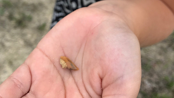 Märta Malmsten visar upp en 80 miljoner år gammal hajtand hon hittat i kalkbrottet.