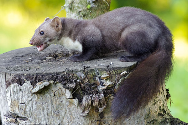 Stenm&aring;rd, Martes fiona.