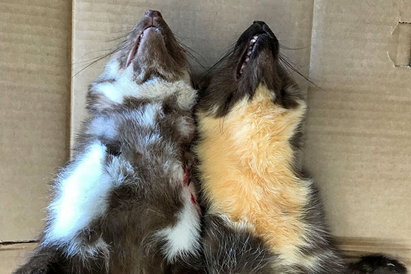 Stenm&aring;rd till v&auml;nster med vit strupe och skogsm&aring;rden till h&ouml;ger med  ljusgul/beige strupe. Foto: Svenska J&auml;garef&ouml;rbundet