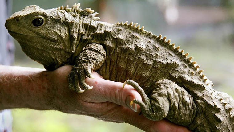 Sphenodon punctatus.