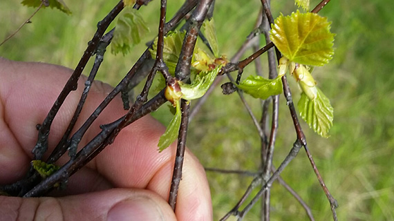 Lövsprickningen sker allt tidigare i takt med att klimatet blir varmare.