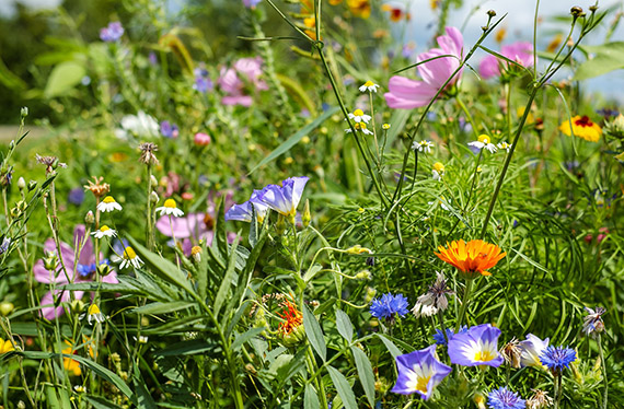 Blomsteräng. Foto: Pixabay