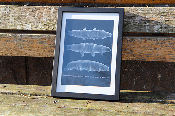 Bj&ouml;rndjuret Mesobiotus joenssoni.