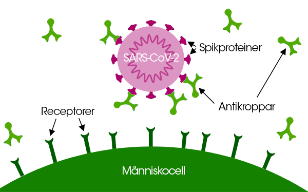 SARS-CoV-2 virus int&auml;ckt av antikroppar mot spikproteinet g&ouml;r att viruset inte kan binda in till cellerna i kroppen och orsaka infektion.