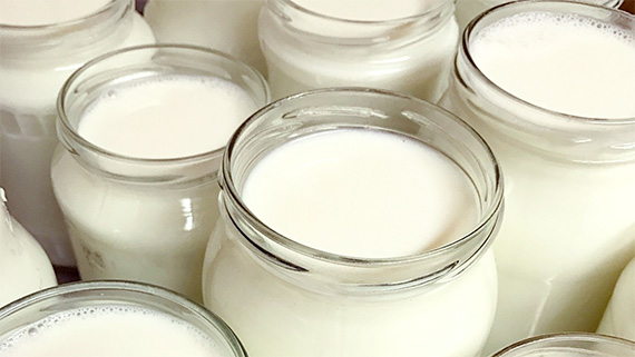 Kon Mayas mjölk på väg att bli yoghurt.