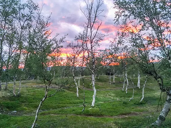 Fj&auml;llbj&ouml;rkskog vid Kisuris. Foto: Adelaide Foster