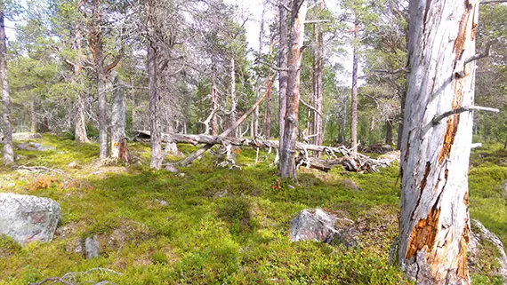Gammelskogen p&aring; v&auml;g upp mot Soldalen, d&auml;r vandringen bjuder p&aring; ett Laponia i miniatyr med v&auml;xtzoner som g&aring;r vidare genom fj&auml;llbj&ouml;rkskog och upp till kalfj&auml;ll, en f&ouml;rsmak av den stora vandringen mellan nationalparkerna.