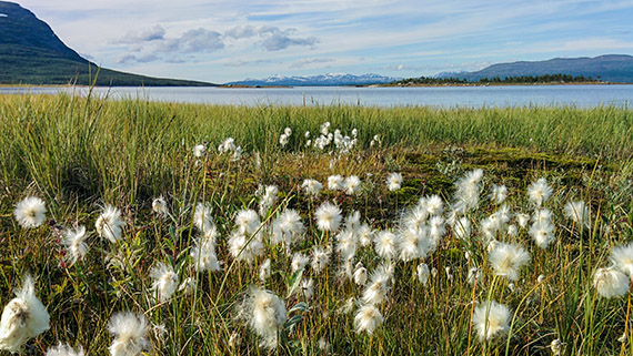 P&aring; v&auml;gen ner fr&aring;n Akkamassivet och Hambergs glaci&auml;r breder polarullen ut sig innan Akkajaures vatten tar &ouml;ver. Foto: Johanna Gr&ouml;nroos