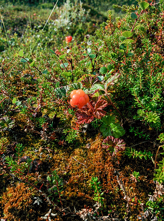Norrlands guld. S&aring; fort hjortron d&ouml;k upp b&ouml;jdes allas ryggar. Foto: Johanna Gr&ouml;nroos