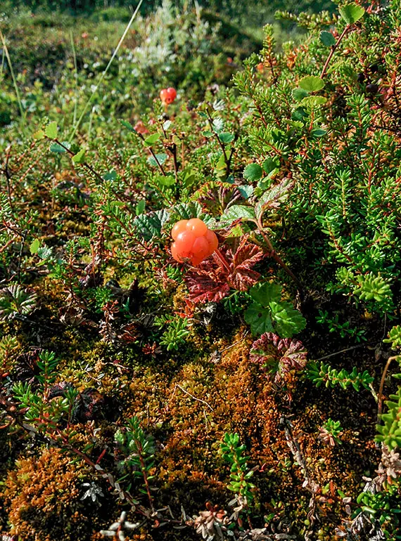 Norrlands guld. S&aring; fort hjortron d&ouml;k upp b&ouml;jdes allas ryggar. Foto: Johanna Gr&ouml;nroos