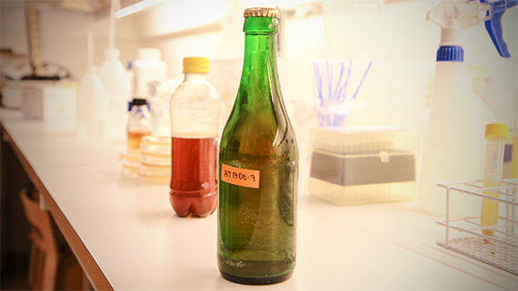 M&aring;nga bryggningar och m&aring;nga flaskor &ouml;l avl&ouml;ser varandra f&ouml;r att hitta den perfekta j&auml;sten i laboratoriet.