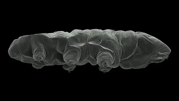 Nyd&ouml;pta tardigraden Xerobiotus gretae sedd fr&aring;n sidan, och som har f&aring;tt sitt namn efter klimataktivisten Greta Thunberg.
