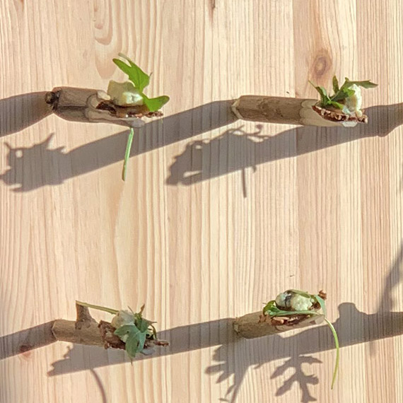 Vilande p&aring; nyt&auml;ljda tr&auml;dymlingar vilar kombuchans matchade tilltugg - rostat r&aring;gbr&ouml;d med &auml;delost, kola och ruccola.