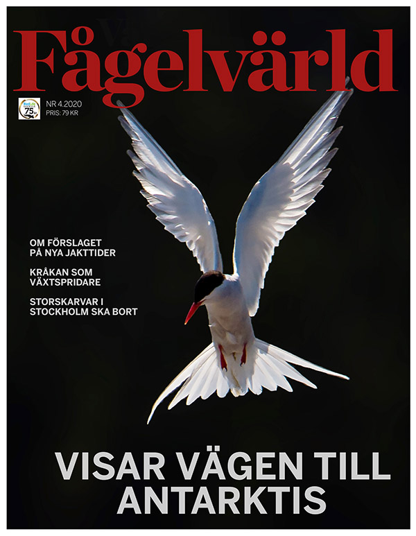 Vår Fågelvärld, nr 4 2020.