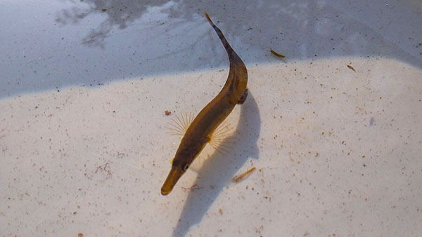 T&aring;ngspigg (Spinachia spinachia) &auml;r en taggfenig fisk i familjen spiggar.