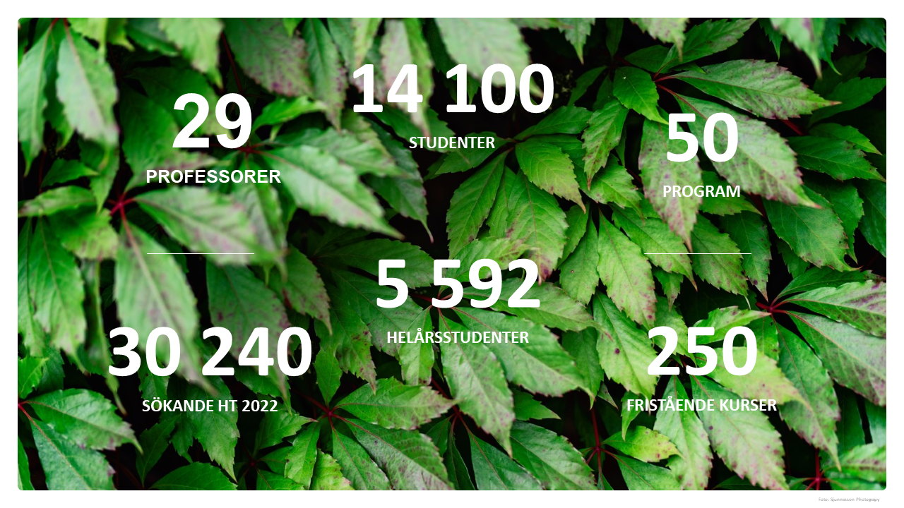 Ett foto p&aring; gr&ouml;nt vildvin som v&auml;xer p&aring; en byggnad p&aring; campus och d&auml;r st&aring;r siffror: Studenter 14 100, Hel&aring;rsstudenter 5 592, S&ouml;kande 30 240, Program 50, Frist&aring;ende kurser och professorer 29.