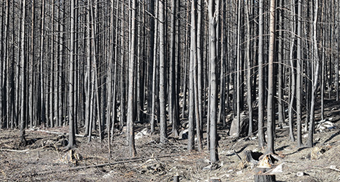 Stenarna i moränen fixerar trädens rötter så att träden lättare står kvar.