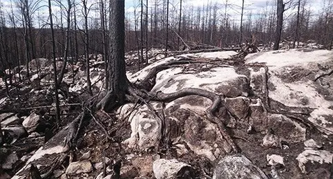 Träden på hällmarkerna var de som tog mest stryk av skogsbranden.