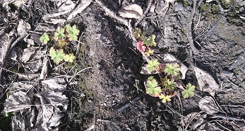 Svedjenävans (Geranium bohemicum) frön kan ligga upp till 300 år i jorden och vänta på en brand.