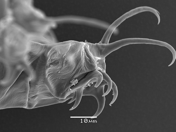 Bj&ouml;rndjurens klor &auml;r en av de karakt&auml;rer som anv&auml;nds vid artbest&auml;mning.