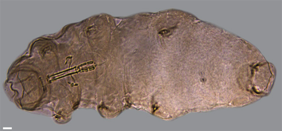 En av de nya (&auml;nnu namnl&ouml;sa) bj&ouml;rndjursarter som hittats i Kristianstads Vattenrike.