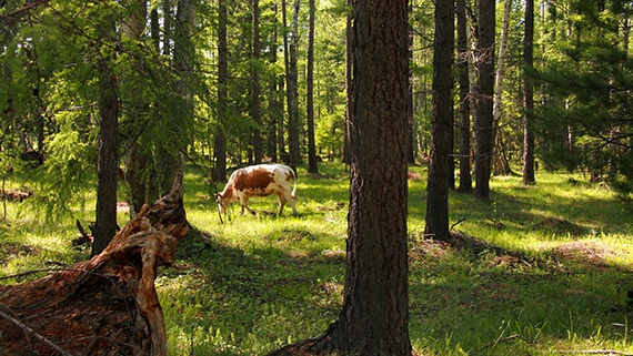 Frilandsbete i skogen &auml;r vanligt runt Bajkalsj&ouml;n i Ryssland.