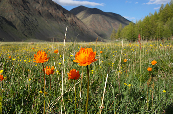 Orange sm&ouml;rboll (Trollius asiaticus) vid tr&auml;dgr&auml;nsen i T&uuml;rgenbergen i nordv&auml;stra Mongoliet.